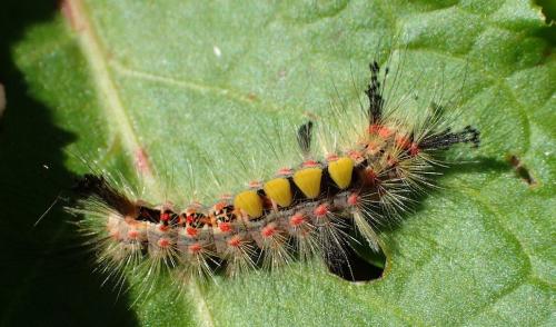 Orgyia antiqua